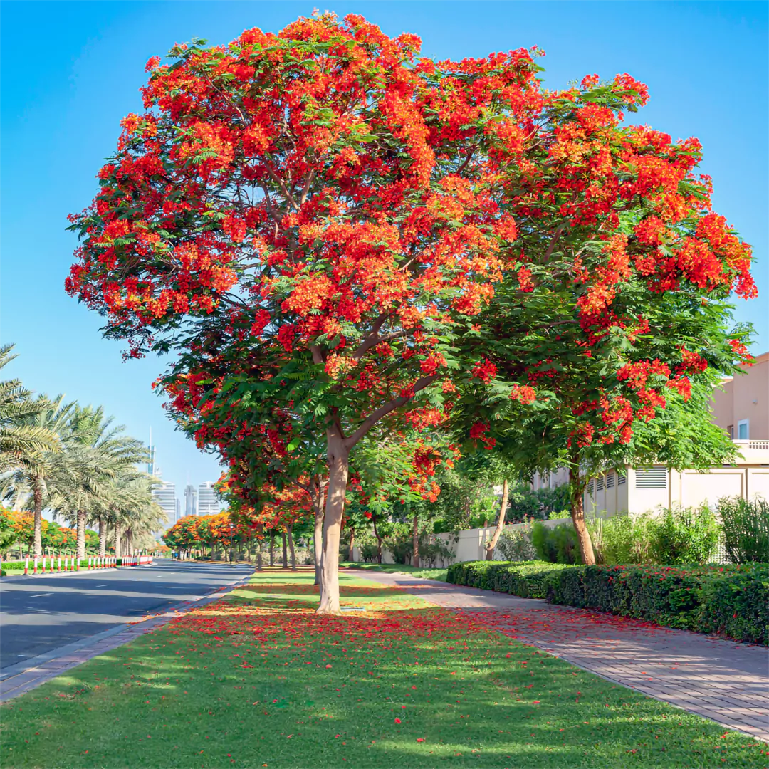 Gulmohar